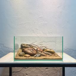 Layout Đá Cuội Ver.1 | Đơn Giản Cho Bể Cá Phong Cách Blackwater | RF Aquarium 3