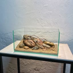 Layout Đá Cuội Ver.1 | Đơn Giản Cho Bể Cá Phong Cách Blackwater | RF Aquarium 5