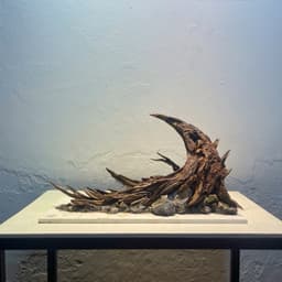 Layout Thuỷ Sinh Nature Ver.3 l Layout Dễ Chăm Trang Trí Cho Bể Thủy Sinh Đa Dạng Kích Thước | RF Aquarium 2