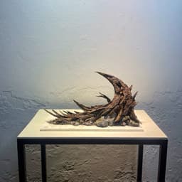 Layout Thuỷ Sinh Nature Ver.3 l Layout Dễ Chăm Trang Trí Cho Bể Thủy Sinh Đa Dạng Kích Thước | RF Aquarium 3