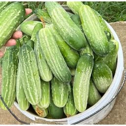 Hạt giống dưa chuột nếp cao sản 2