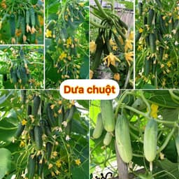 Hạt giống dưa chuột nếp cao sản 5