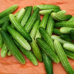 Hạt giống dưa chuột nếp cao sản 7