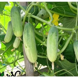 Hạt giống dưa chuột nếp cao sản 8