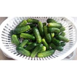 Hạt giống dưa chuột nếp cao sản 9