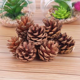 Combo 3 Quả thông khô phụ kiện trang trí hộp quà sinh nhật hay decor các sản phẩm handmade - THONGKHO 1