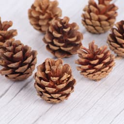 Combo 3 Quả thông khô phụ kiện trang trí hộp quà sinh nhật hay decor các sản phẩm handmade - THONGKHO 2