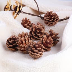 Combo 3 Quả thông khô phụ kiện trang trí hộp quà sinh nhật hay decor các sản phẩm handmade - THONGKHO 3