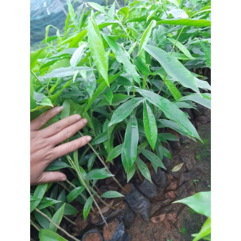 CÂY GIỐNG GIÓ BẦU , TRẦM HƯƠNG [mua10 cây tặng 1 cây]