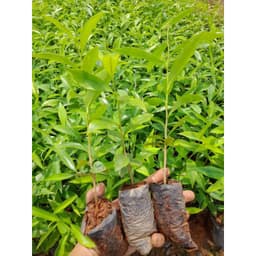 CÂY GIỐNG GIÓ BẦU , TRẦM HƯƠNG [mua10 cây tặng 1 cây] 7