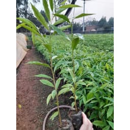 CÂY GIỐNG GIÓ BẦU , TRẦM HƯƠNG [mua10 cây tặng 1 cây] 6