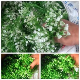 Cỏ điểm trang trí giỏ quà 1