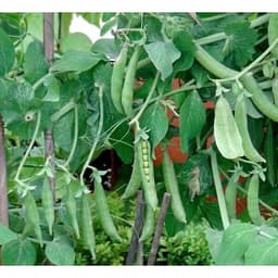 Hạt Giống Đậu Hà Lan F1 Loại Siêu Dễ Trồng, Dễ Chăm Sóc Tặng kèm Hướng Dẫn Trồng 9