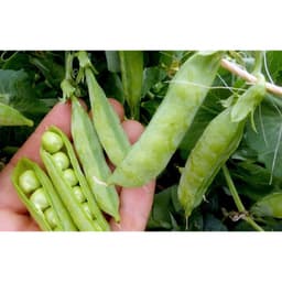 Hạt Giống Đậu Hà Lan F1 Loại Siêu Dễ Trồng, Dễ Chăm Sóc Tặng kèm Hướng Dẫn Trồng 8