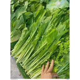 Hạt Giống Rau Cải Mèo Tây Bắc Chất Lượng F1 Chịu Nhiệt, Dễ Trồng, Thu Hoạch Sớm, Kháng Sâu Bệnh 8