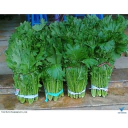 Hạt Giống Rau Cải Mèo Tây Bắc Chất Lượng F1 Chịu Nhiệt, Dễ Trồng, Thu Hoạch Sớm, Kháng Sâu Bệnh 6
