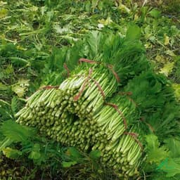 Hạt Giống Rau Cải Mèo Tây Bắc Chất Lượng F1 Chịu Nhiệt, Dễ Trồng, Thu Hoạch Sớm, Kháng Sâu Bệnh 7