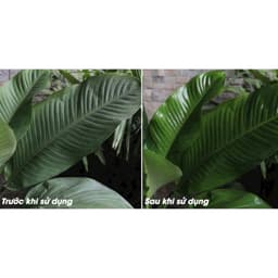 XỊT BÓNG LÁ LEAFSHINE 750ml 2