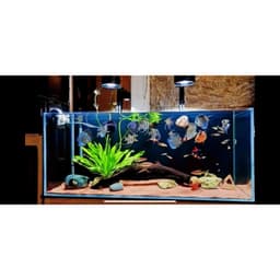 Đèn Zaqua  - A60 RGB + UV chuyên dụng cho bể cá cảnh thủy sinh 6