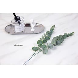 Lá cây bạch đàn Eucalyptus decor trang trí nhà cửa , phụ kiện chụp ảnh 5