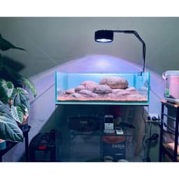 Đèn Zaqua  - A60 RGB + UV chuyên dụng cho bể cá cảnh thủy sinh 7