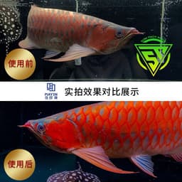 Đèn led Super colour MAYIN thế hệ 3 - đỏ cá - công suất cao hơn,sáng hơn 108% 52cm,72cm,92cm,112cm,142cm,172cm 3