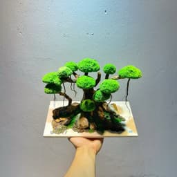 Layout Bonsai Ver.2 Tán Rêu Xanh Gắn Sẵn | Điểm Nhấn Nổi Bật Cho Bể Cá Thuỷ Sinh | RF Aquarium 5
