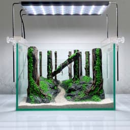 Layout Thuỷ Sinh Phong Cách Rừng Ver.9 | Điểm Nhấn Nghệ Thuật Chế Tác Gỗ Lũa Thủ Công | RF Aquarium 8