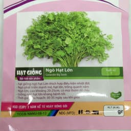 HẠT GIỐNG NGÒ HẠT LỚN Ngò Đỏ Mùi ta - 20gr 2