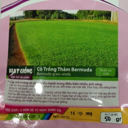 HẠT GIỐNG CỎ TRỒNG THẢM BERMUDA - 50Gr 2