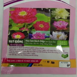 Gói 5 hạt giống sen bách diệp - sen quan âm mix 5 màu: đỏ, tím, vàng, trắng, hồng 2