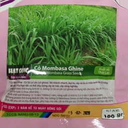 Gói 100g cỏ sả lá lớn Mombasa Ghine 2