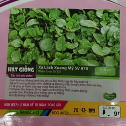 Gói 0.1g hạt giống xà lách xoong Mỹ 2