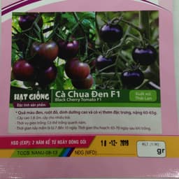 Gói 5 hạt cà chua đen 2