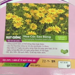 Gói 100 Hạt giống hoa cúc sao băng 2