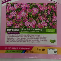 Gói 10 hạt giống hoa baby Hồng trồng chậu - Gypsophila Gypsy Rose/ Baby breath 2