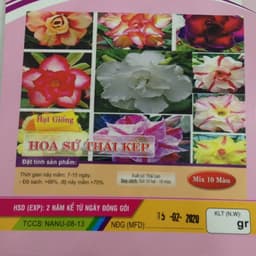 Gói 10 hạt giống hoa sứ Thái kép mix đủ 10 màu 2
