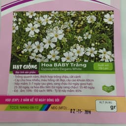 Gói 100 hạt giống hoa baby trắng trồng chậu - Gypsophila Gypsy / Baby breath - Nanuseed 2