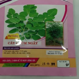 Gói 10 hạt giống Chùm Ngây 2
