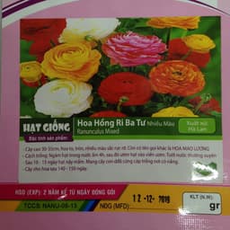 Gói 20 Hạt Giống Hoa Hồng Ri Ba Tư Nhiều Màu (Hoa Mao Lương) 2