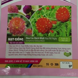 Gói 100 Hạt giống Hoa Cúc Bách Nhật (Hoa nở ngày) 2