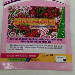 Gói 50 Hạt giống hoa cẩm nhung (Cẩm chướng chùm) 2