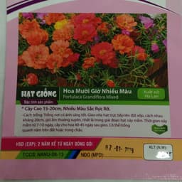 Hạt giống hoa mười giờ nhiều màu 2