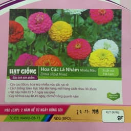 Hạt giống hoa Cúc Lá Nhám Nhiều Màu 2