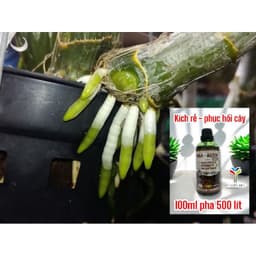 1 thùng 100 chai Naa kích thích sinh trưởng cây trồng, Kích rễ cây, bung đọt, phục hồi cây suy yếu Nguyễn Trí 100ml 5