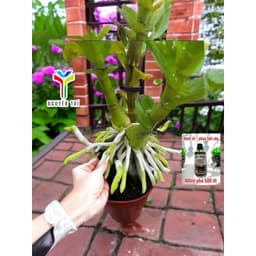 1 thùng 100 chai Naa kích thích sinh trưởng cây trồng, Kích rễ cây, bung đọt, phục hồi cây suy yếu Nguyễn Trí 100ml 7