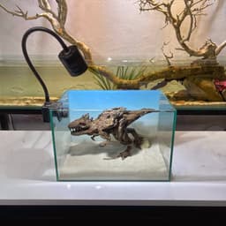 Limited I Layout Thuỷ Sinh Khủng Long Layout Dùng Trang Trí Bể Cá Thuỷ Sinh 30-40cm | RF Aquarium 8
