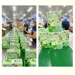[COMBO 3 HỘP] Trà Lá Nam Thiên An Hộp 30 Túi Lọc Hỗ Trợ Giảm Cân, Giảm Mỡ, Mát Gan, Tốt Cho Tiêu Hóa Chống Lão Hóa 8