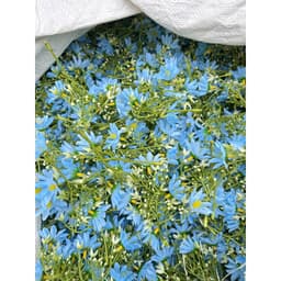 Set 10 nhánh Chi Mai trang trí decor giỏ quà... 4