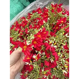Set 10 nhánh Chi Mai trang trí decor giỏ quà... 7